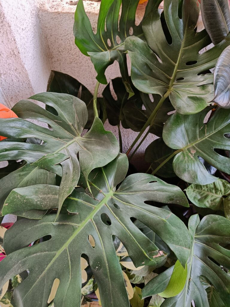 Monstera deliciosa